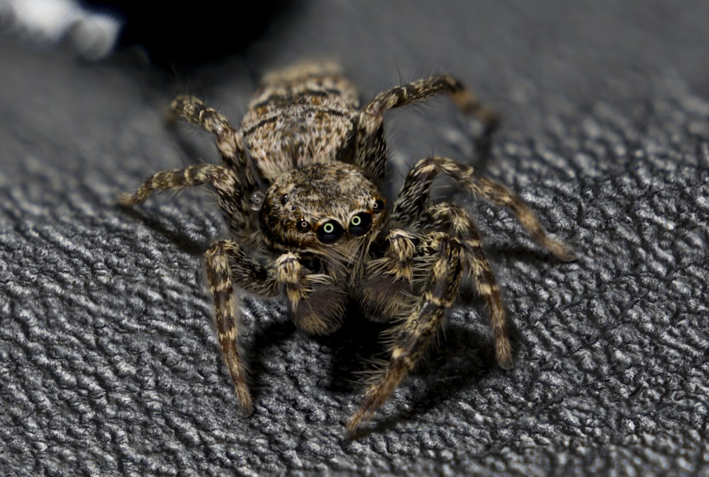 brown spider on gray textile