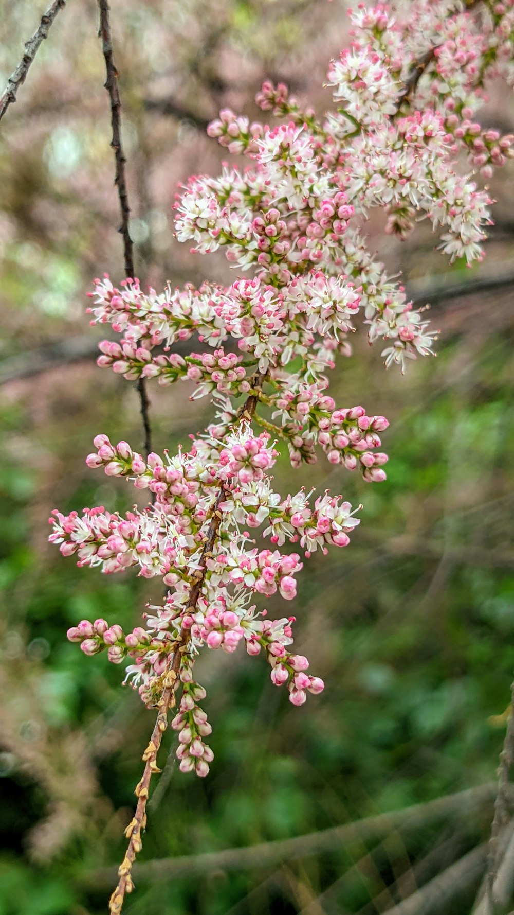 pink and white flower in tilt shift lens