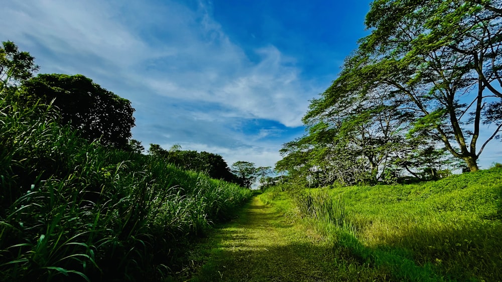 green grass field under blue sky during daytime