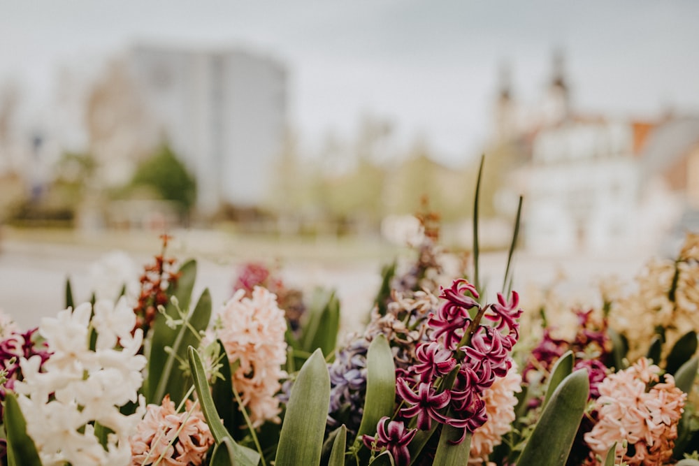 pink and white flowers in tilt shift lens