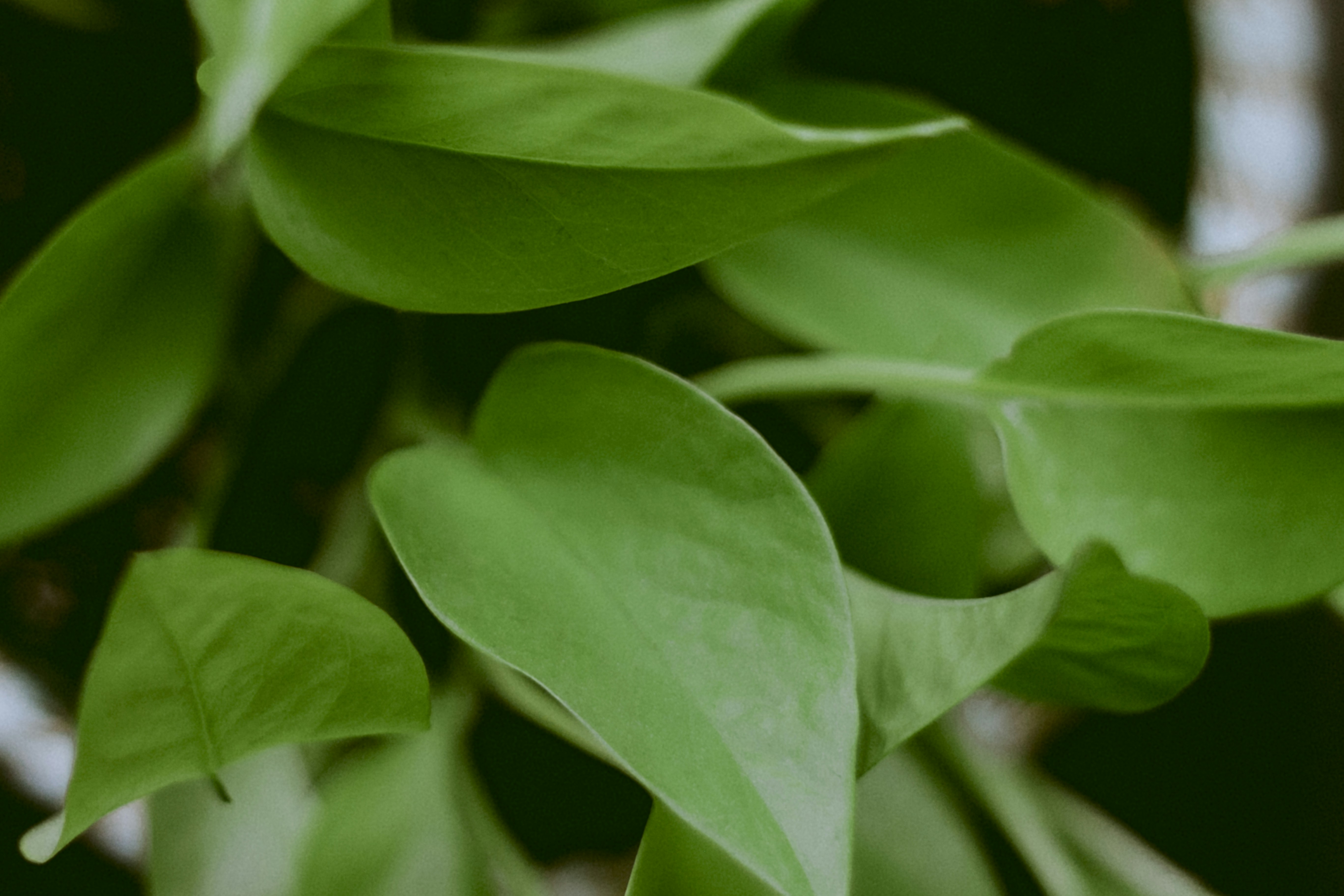 Photo by natashareddy