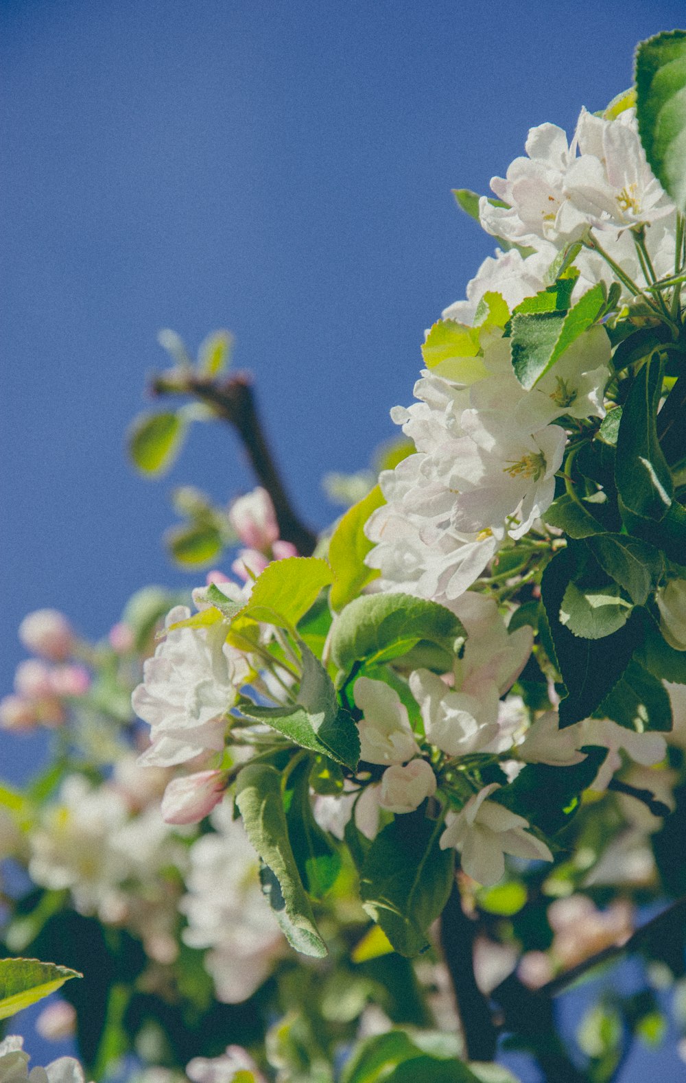 white flower with green leaves