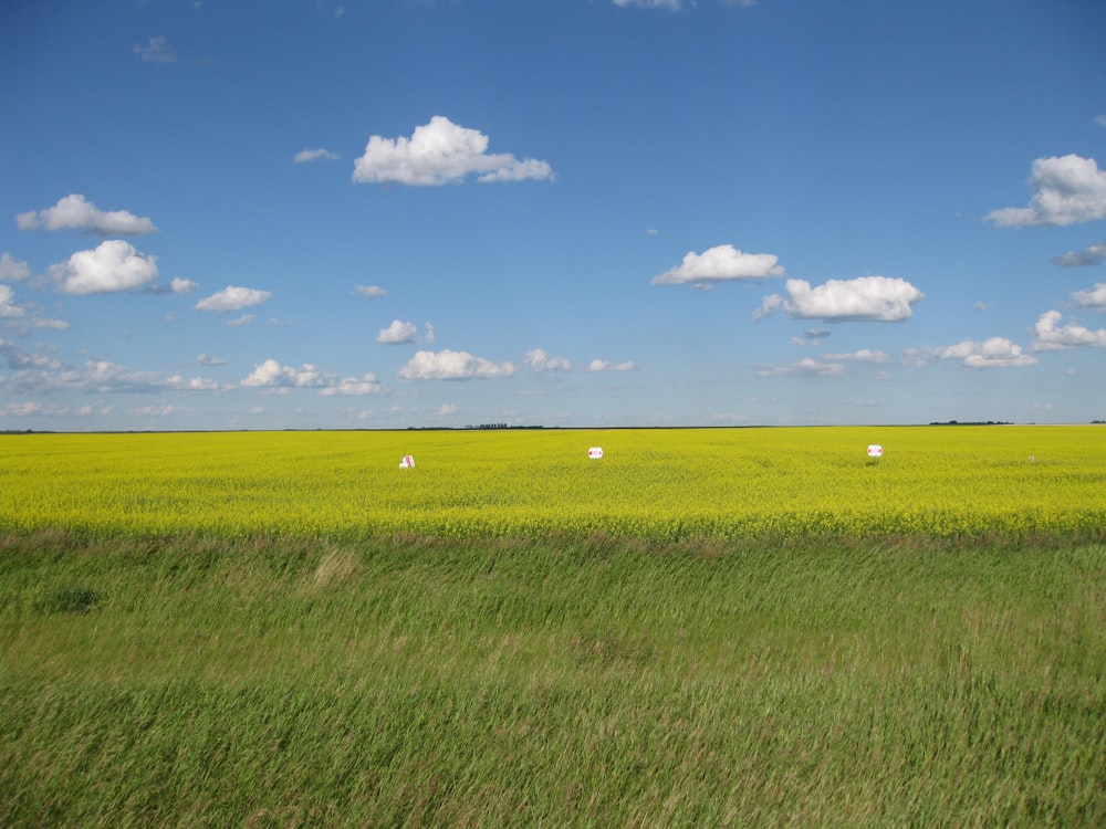 green grass field under blue sky and white clouds during daytime