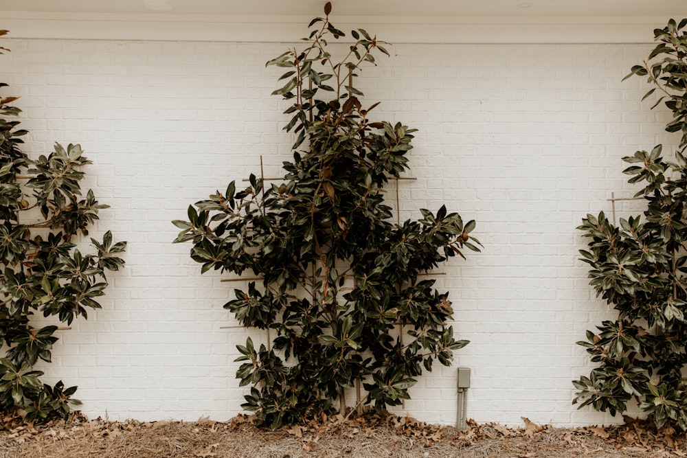 green and brown plant beside white wall