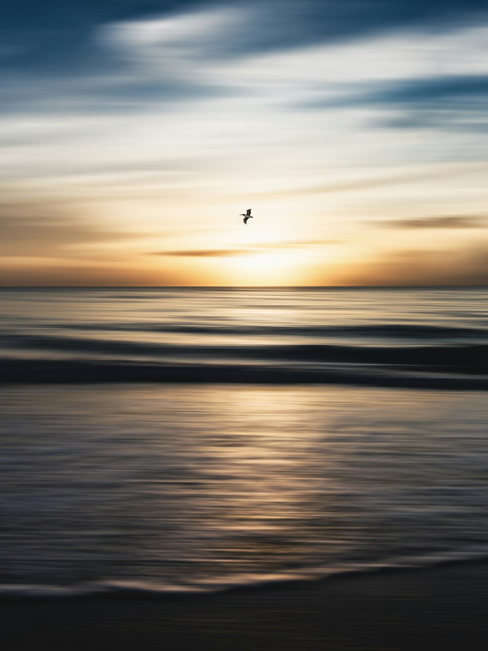silhouette of bird flying over the sea during sunset