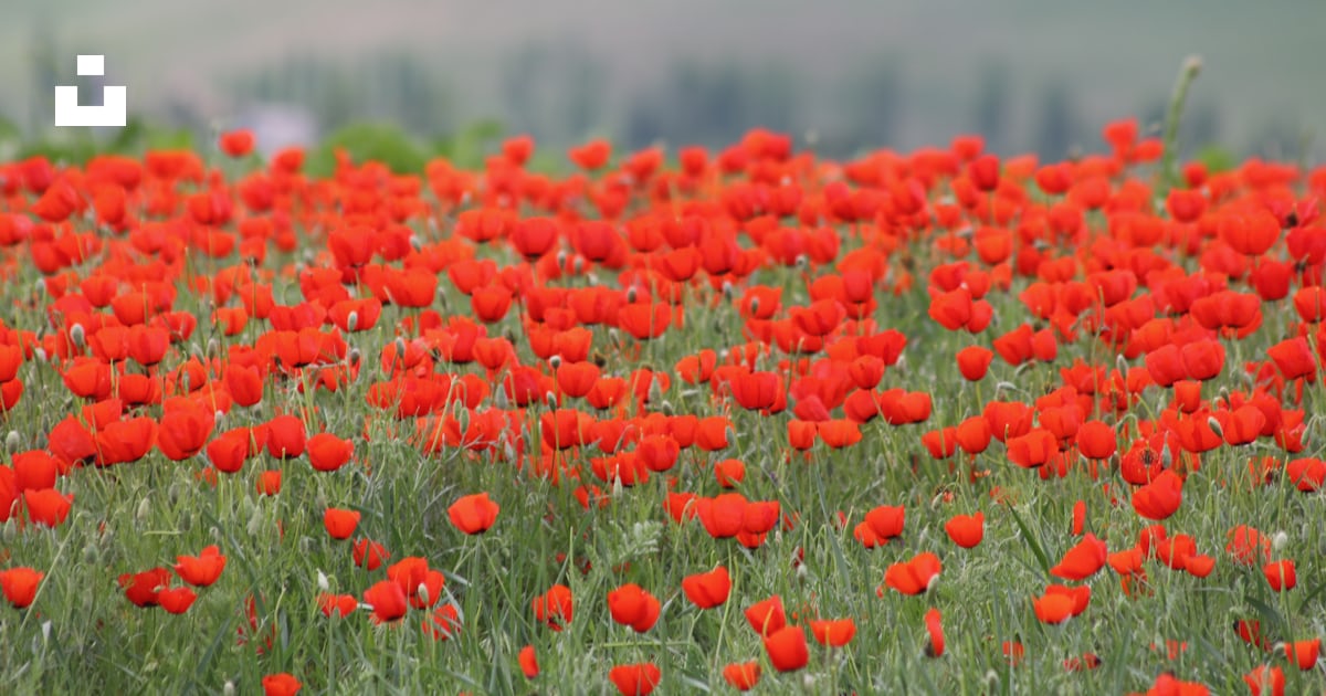 Champ de fleurs rouges pendant la journée photo – Photo Kirghizistan ...