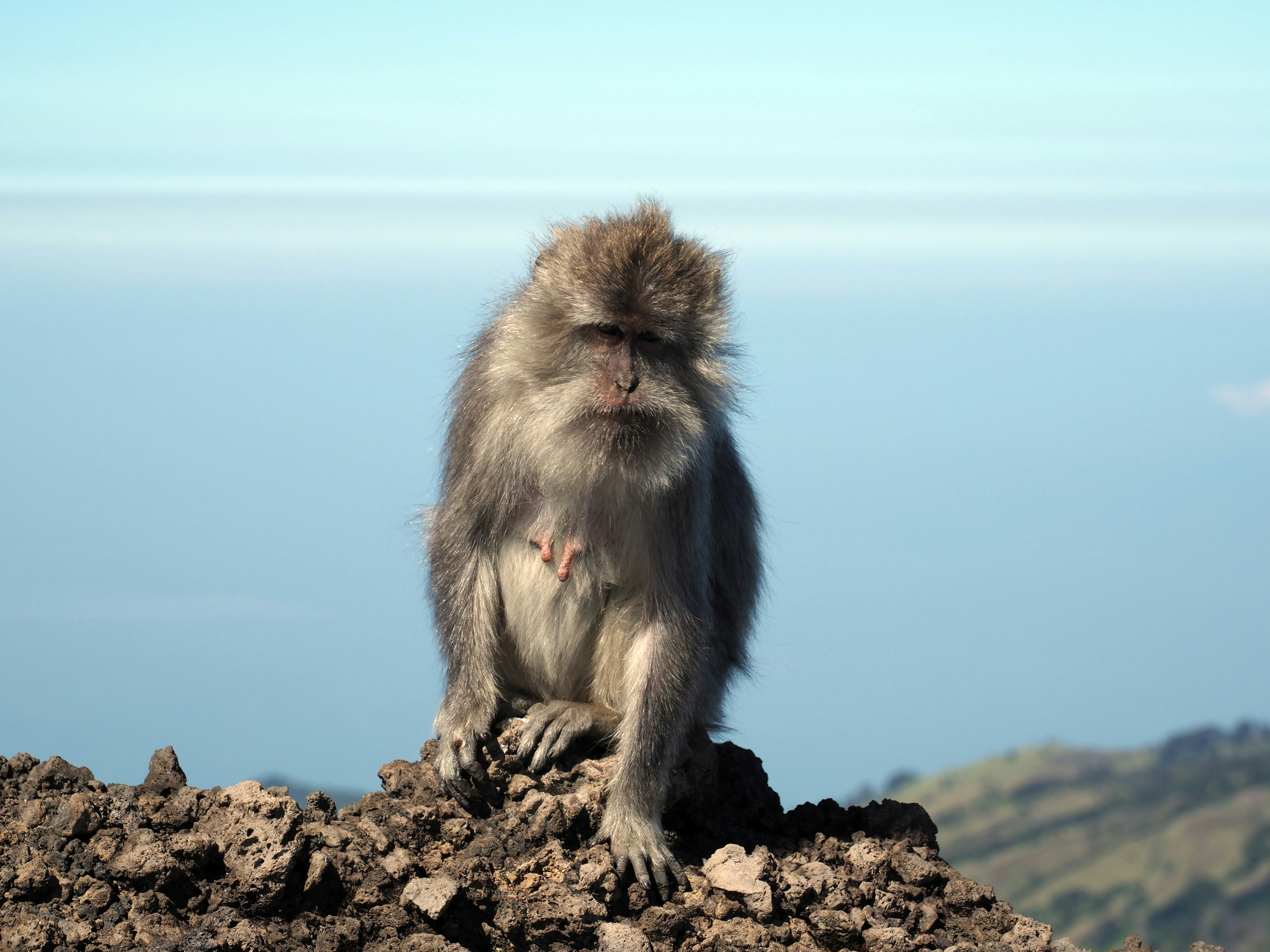 brown monkey on brown rock during daytime