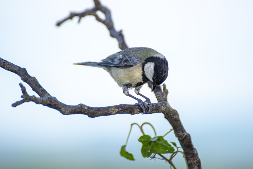 black and white bird on brown tree branch during daytime