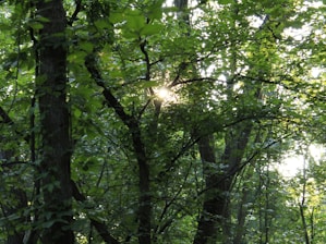 A serene tropical forest with soft sunlight filtering through leaves, symbolizing calm and natural skincare.