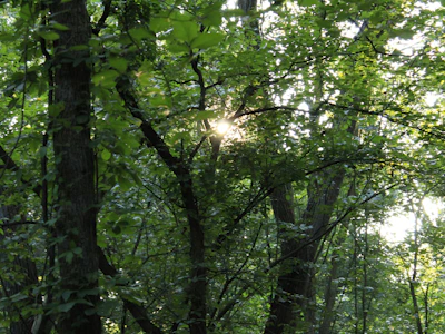 A peaceful natural setting with soft sunlight filtering through trees, evoking calm and clarity.