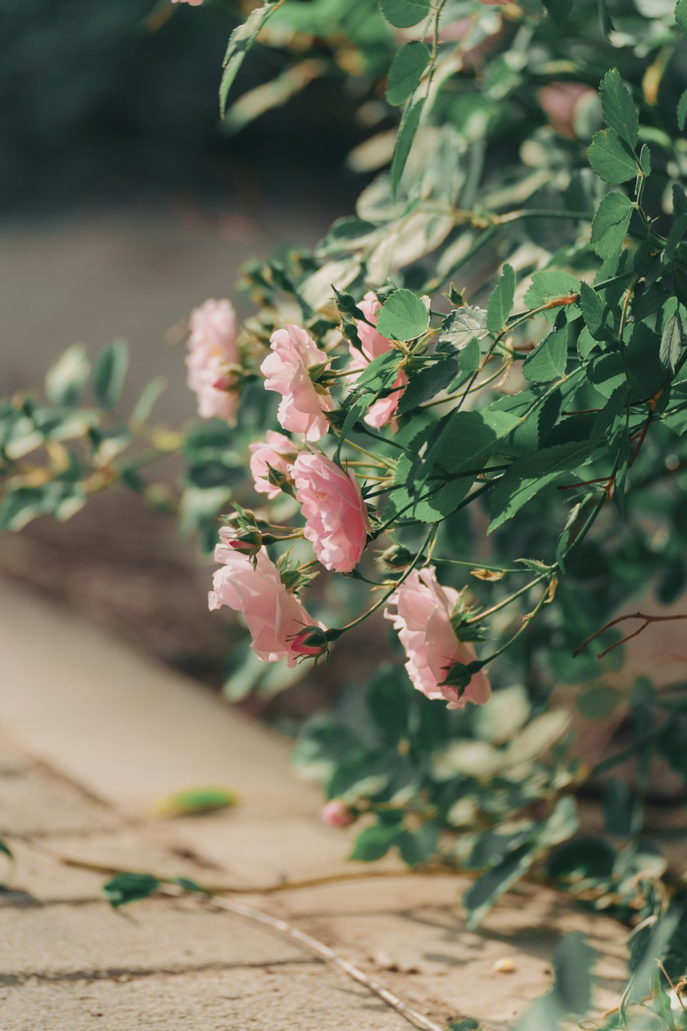 pink flower with green leaves