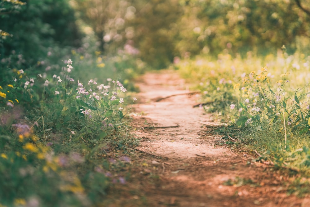 brown dirt road between green grass during daytime