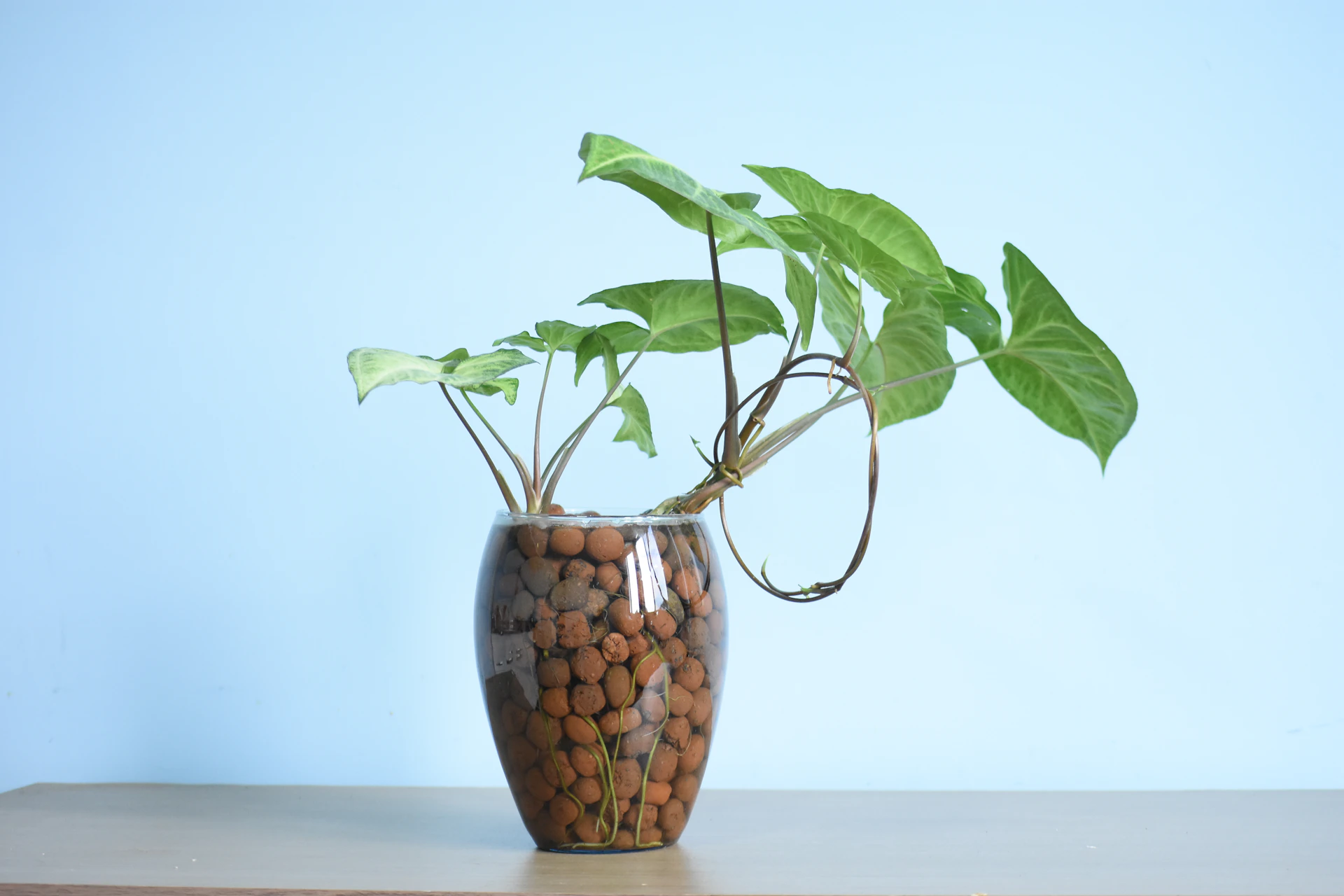 green plant in brown and white ceramic vase