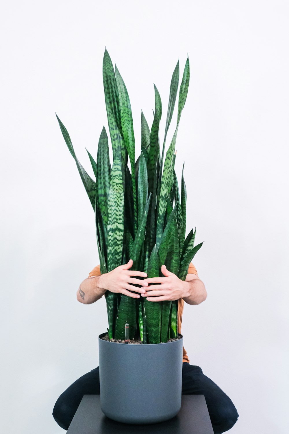 green snake plant on green pot