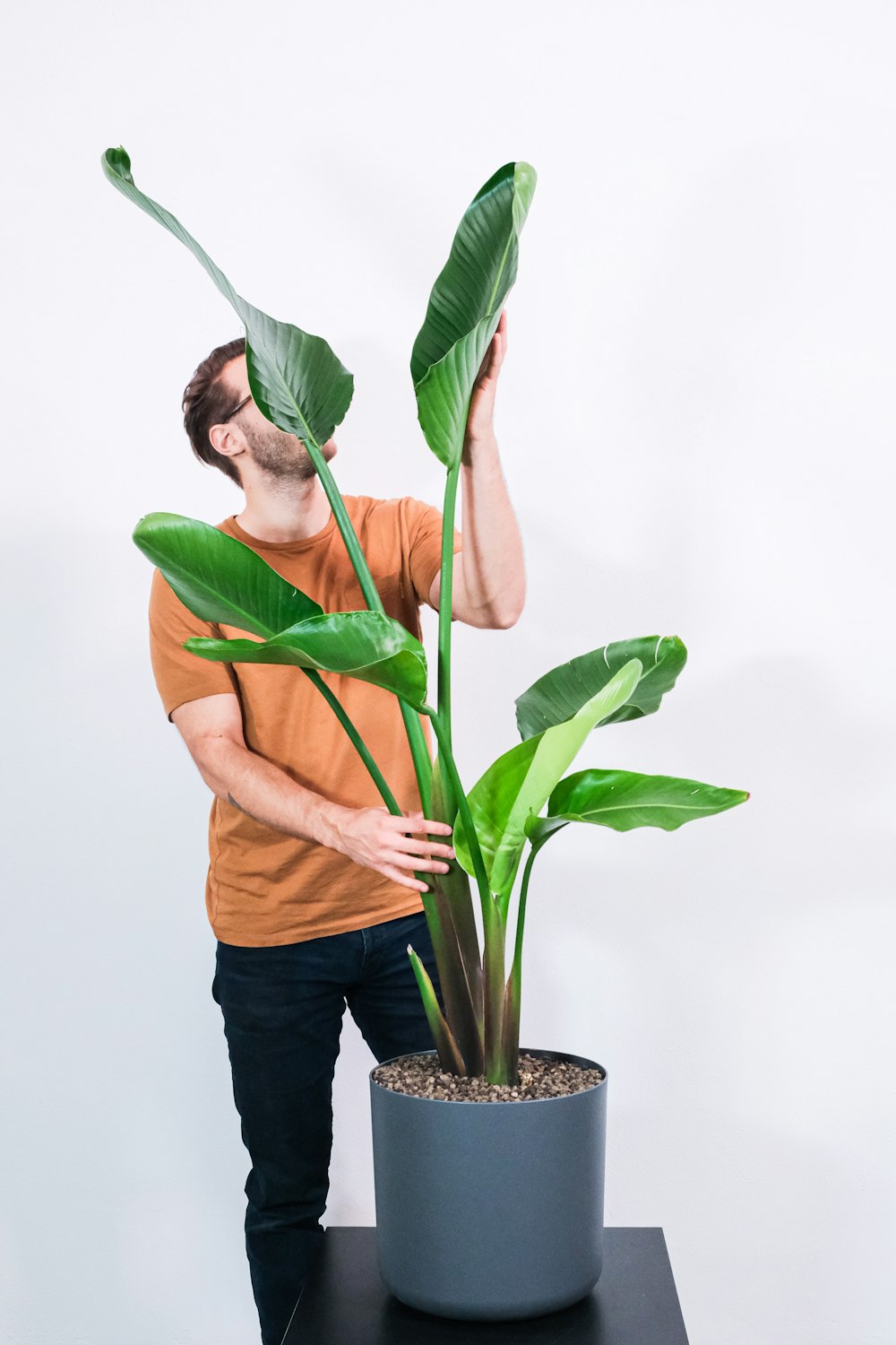 person holding green plant in black pot