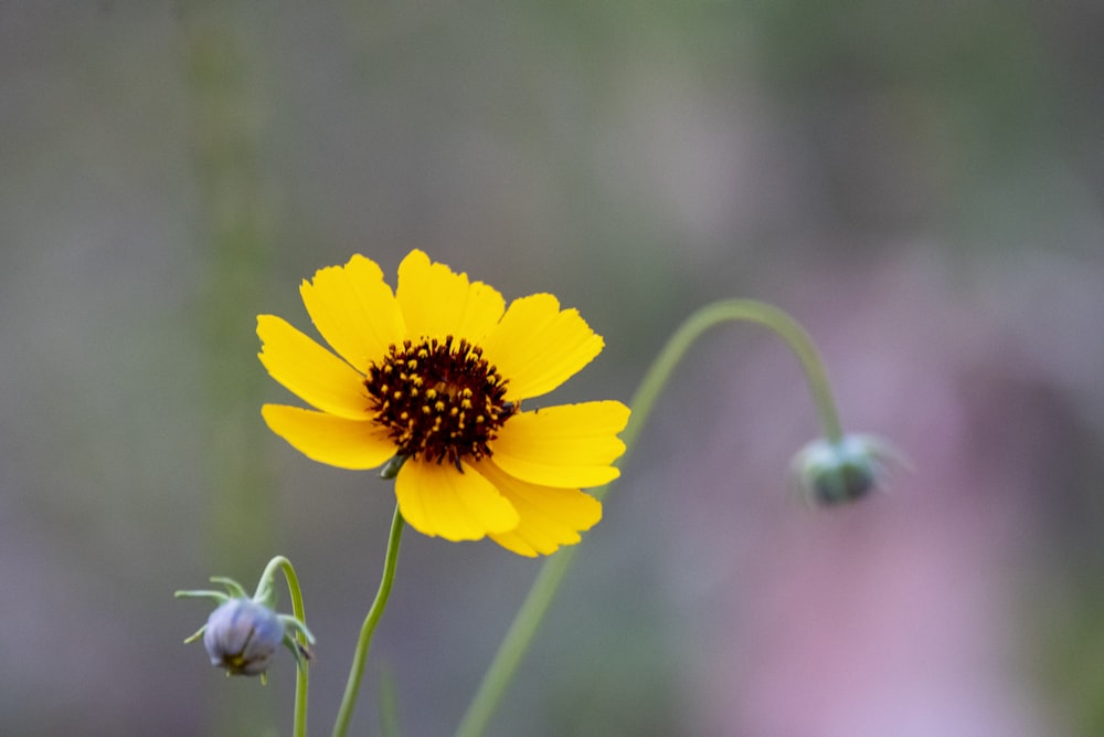 Fleur jaune dans lentille à décalage inclinable
