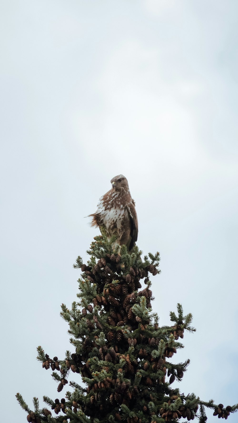 brown owl perched on green tree during daytime