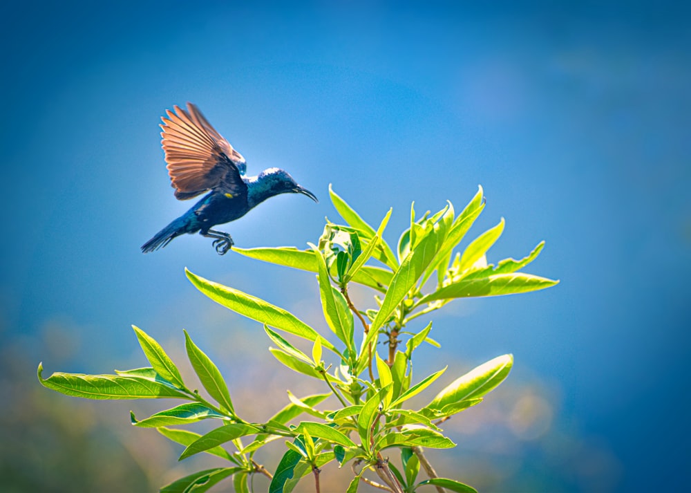 blue and brown bird flying on mid air during daytime