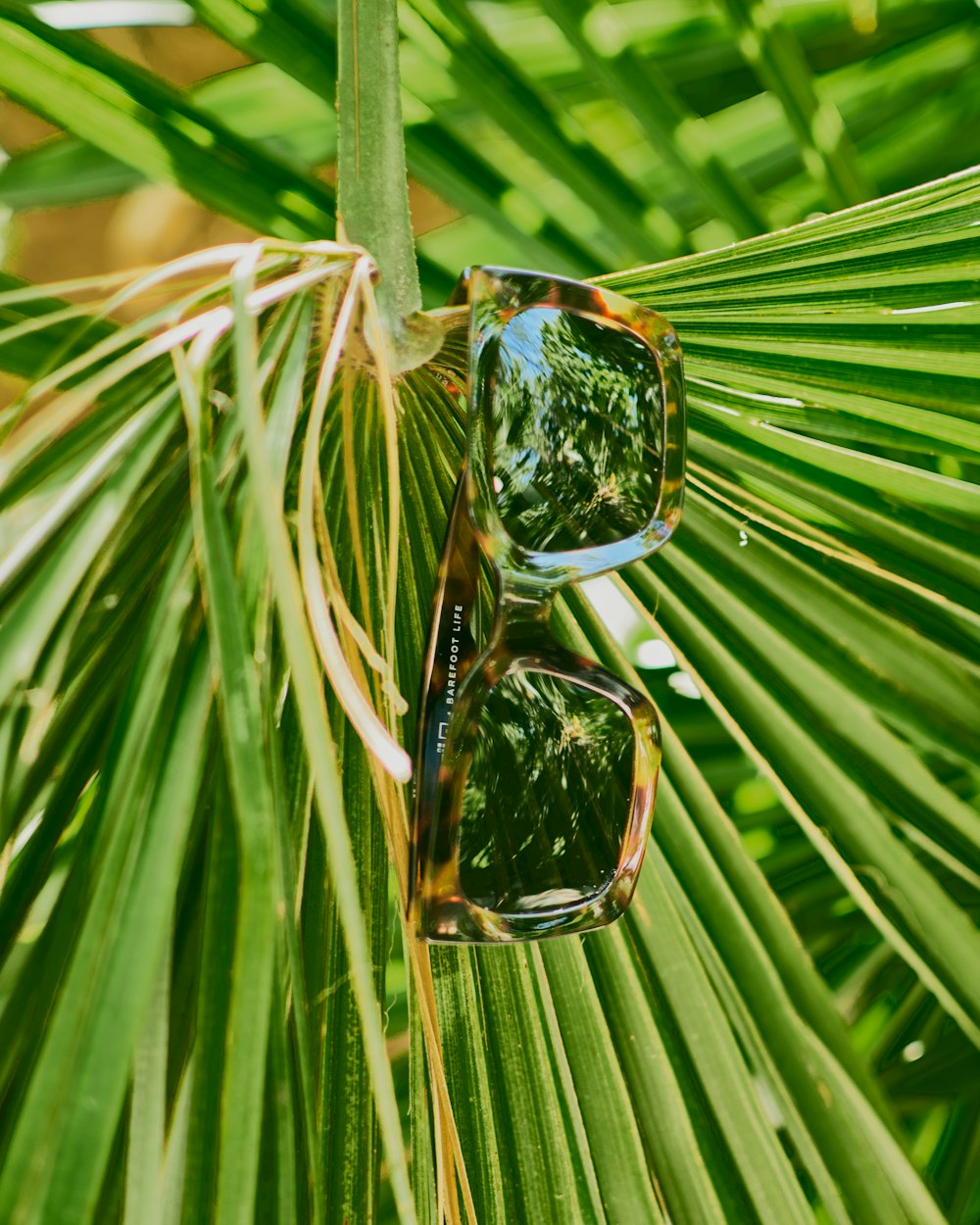 silver framed aviator style sunglasses on green leaf