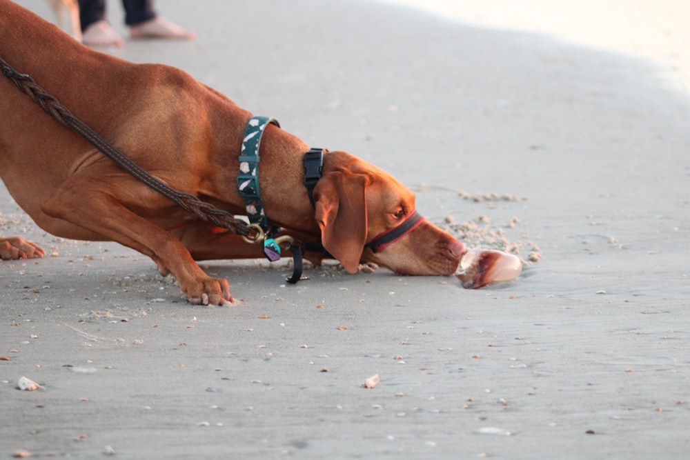 brown and white short coated dog on beach during daytime