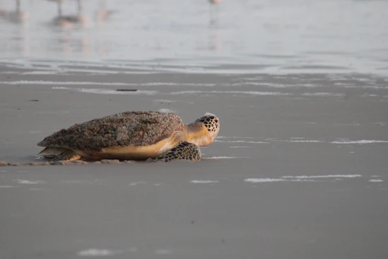 Florida sea turtle going back in water