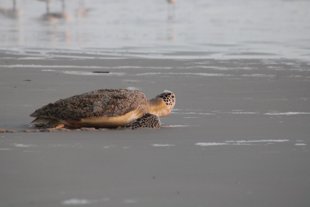 brown and black turtle on water