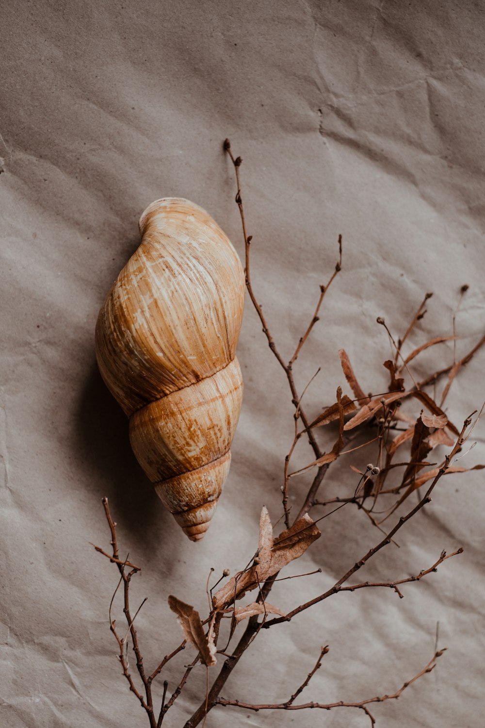 a close up of a sea shell on a piece of paper