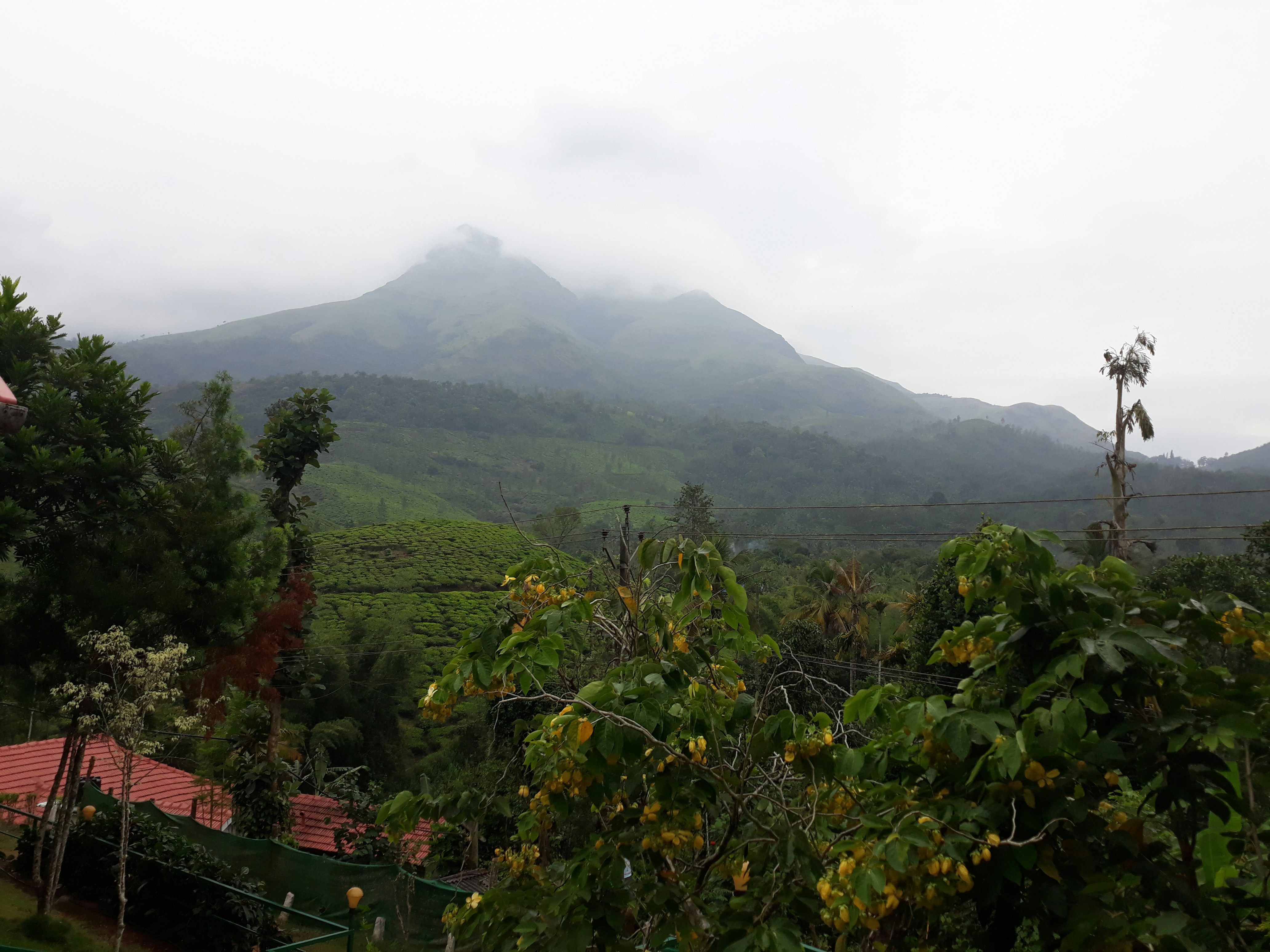 Misty green mountain landscape with tea plantations in Zimbabwe Eastern Highlands