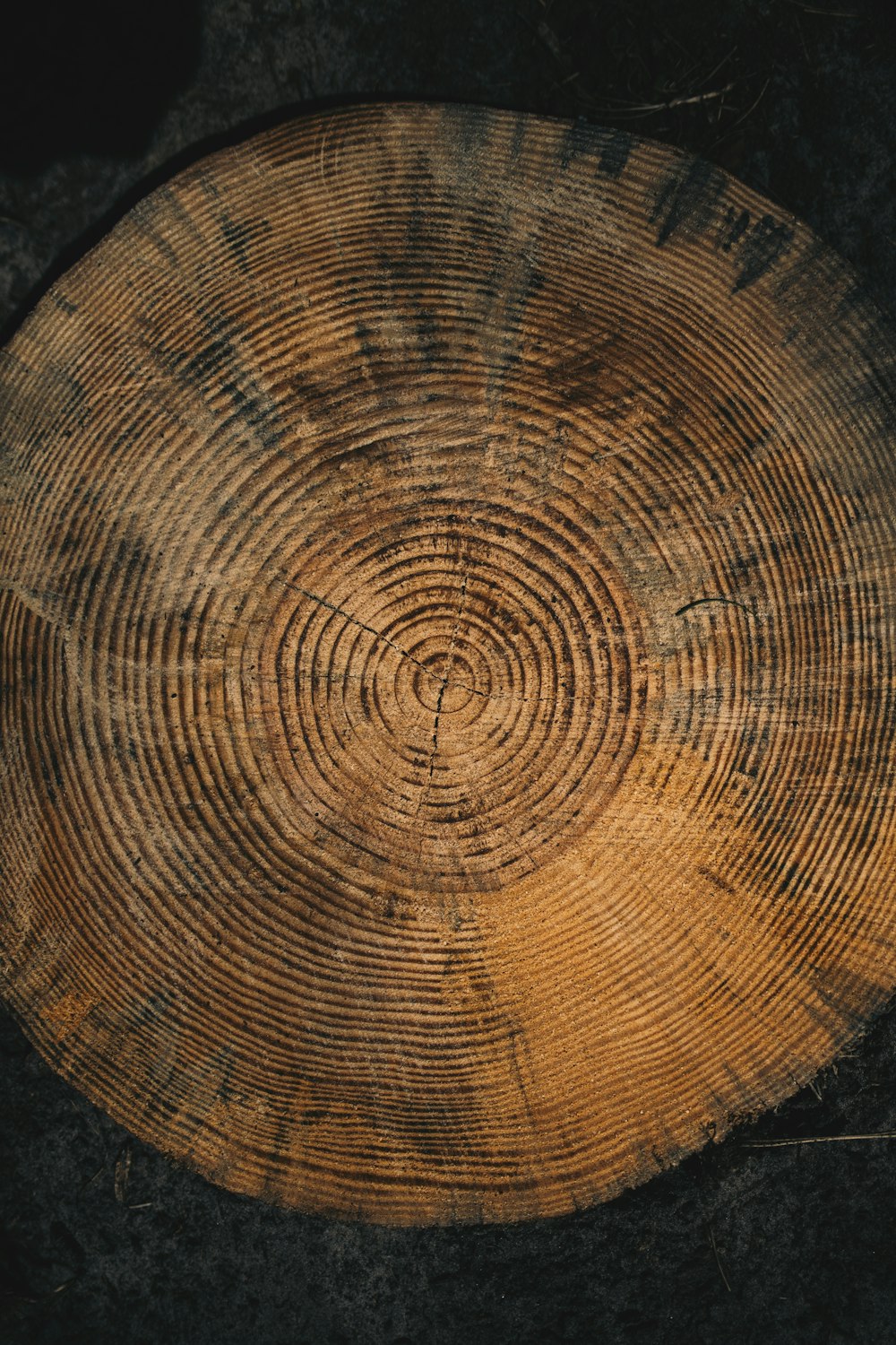 a close up of a tree stump with rings