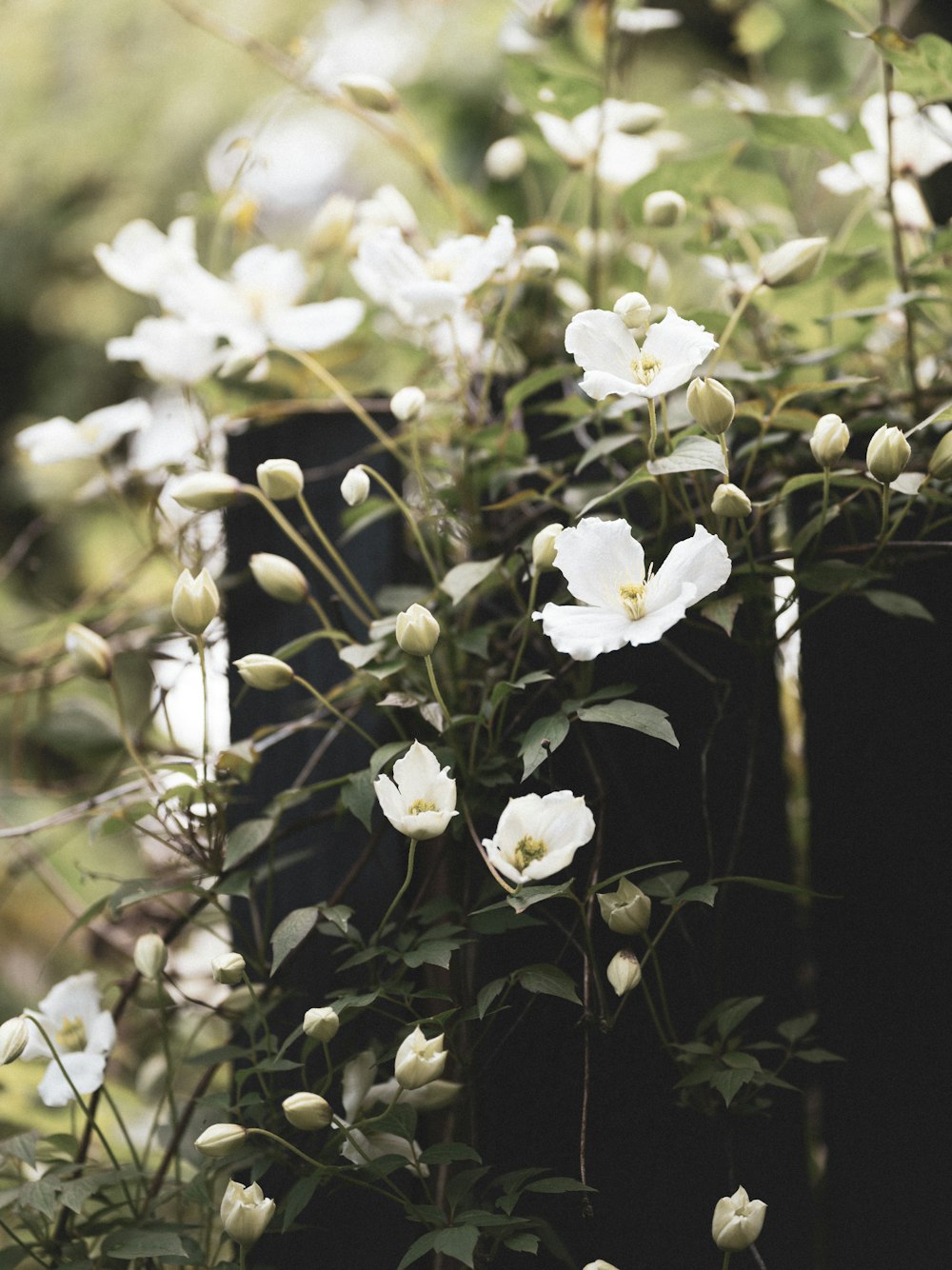 緑の葉を持つ白い花