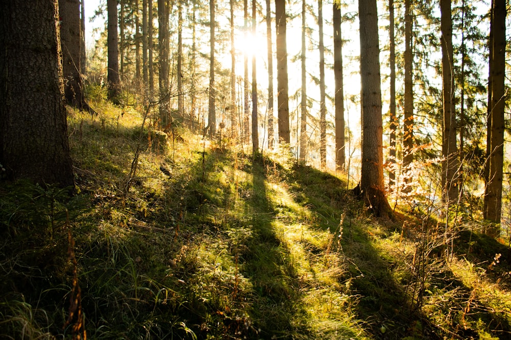 green grass and brown trees