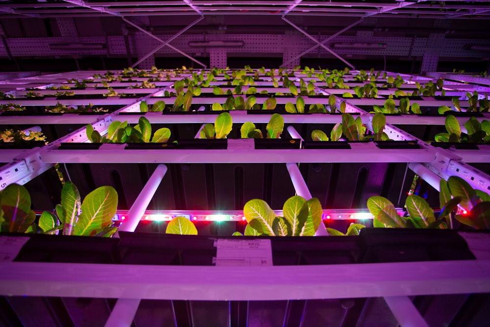 a large room filled with lots of green plants