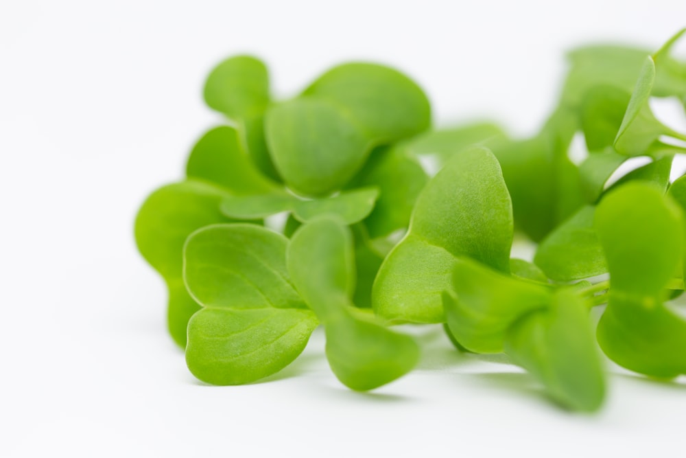 a pile of green leaves on a white background