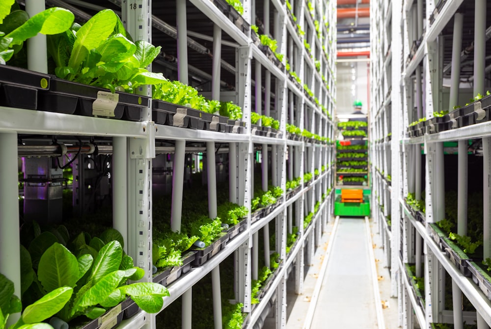 a long row of shelves filled with green plants
