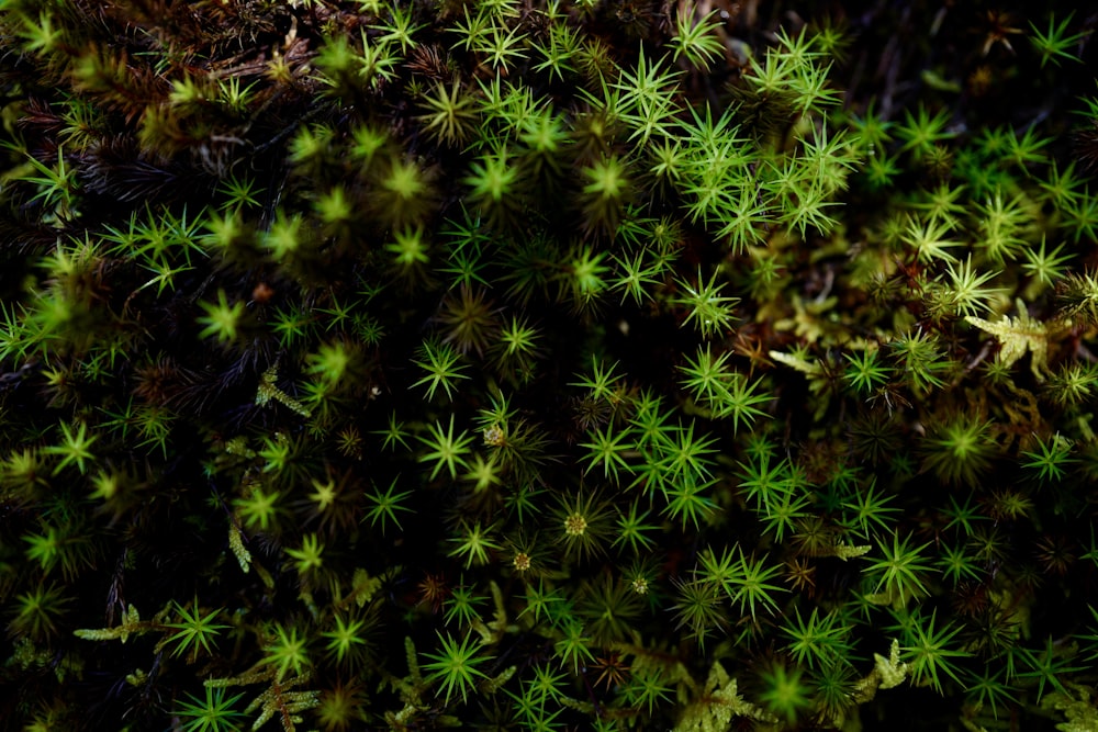 green plant in close up photography