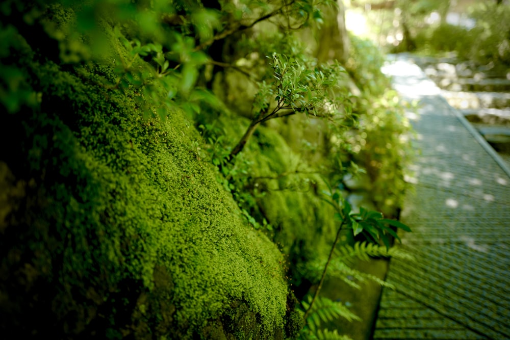 green moss on tree branch during daytime