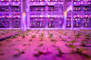 a room filled with lots of plants growing in it