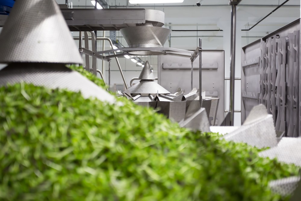 plantes vertes sur table blanche