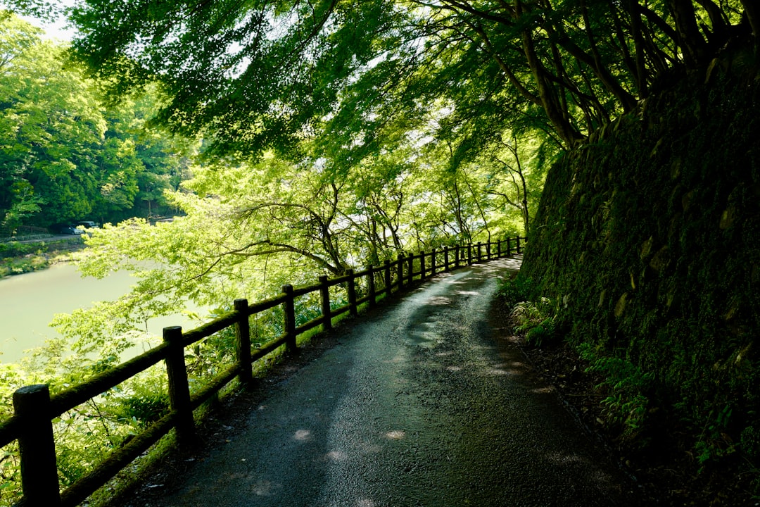 gray concrete road between green trees during daytime