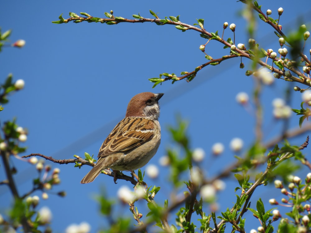 pájaro marrón posado en la rama de un árbol durante el día