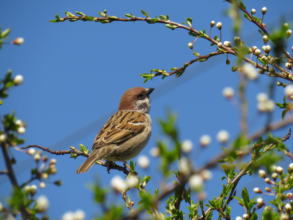 brown bird perched on tree branch during daytime