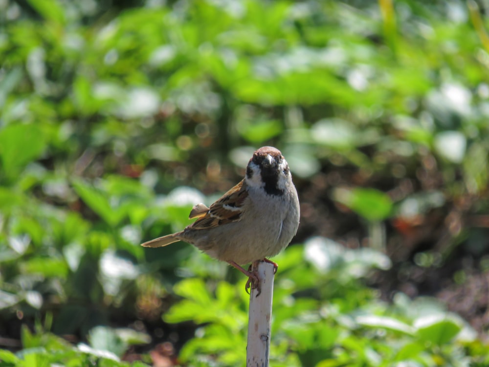 brown and white bird on brown wooden stick during daytime