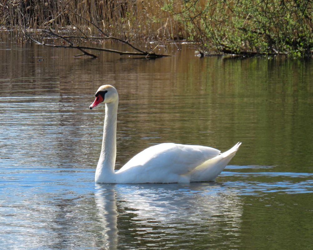 white swan on water during daytime