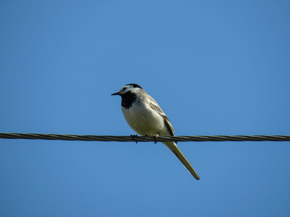 white and black bird on brown wooden stick during daytime