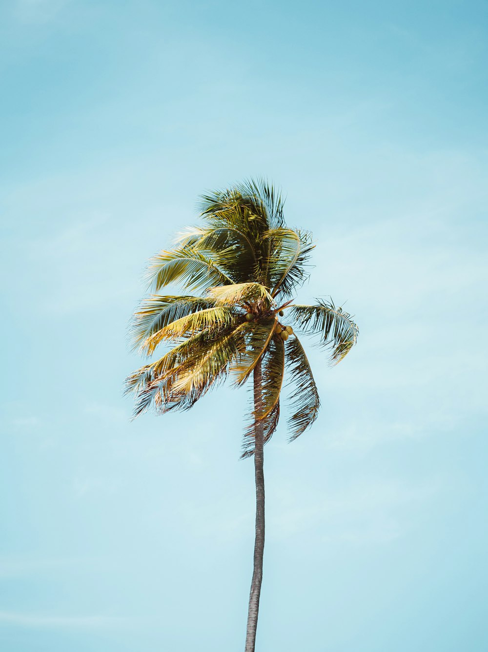 green palm tree under blue sky during daytime