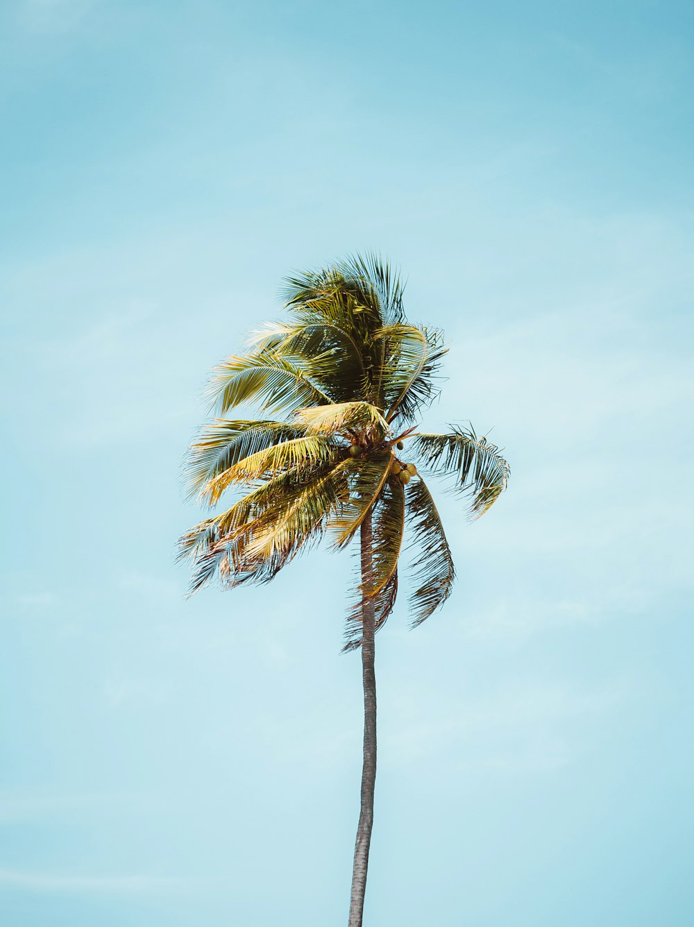 palmier vert sous le ciel bleu pendant la journée