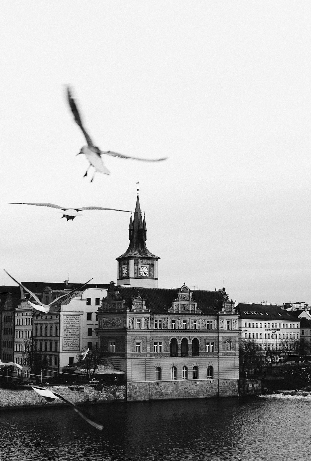 grayscale photo of birds flying over the building