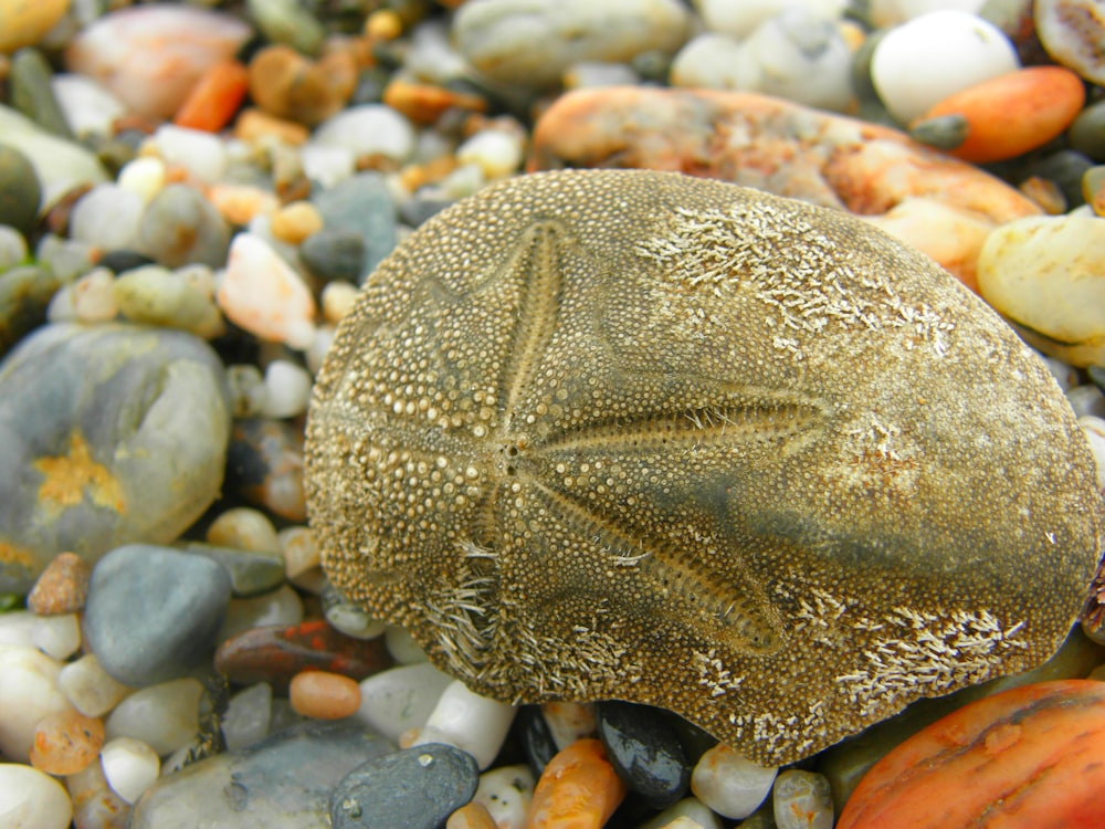 gray and brown stone fragment