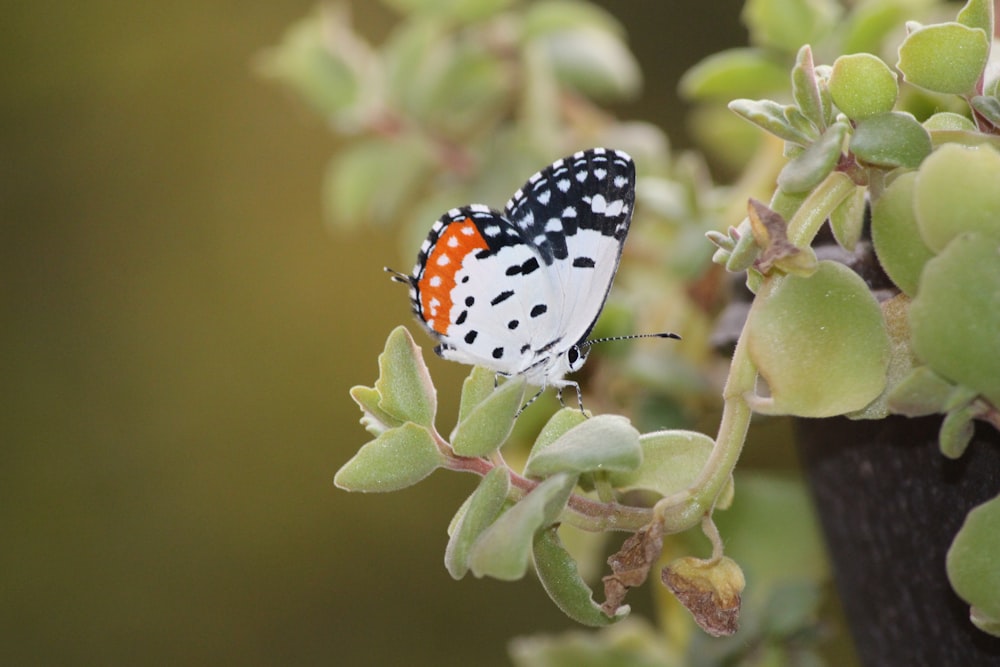 black and white butterfly perched on green plant