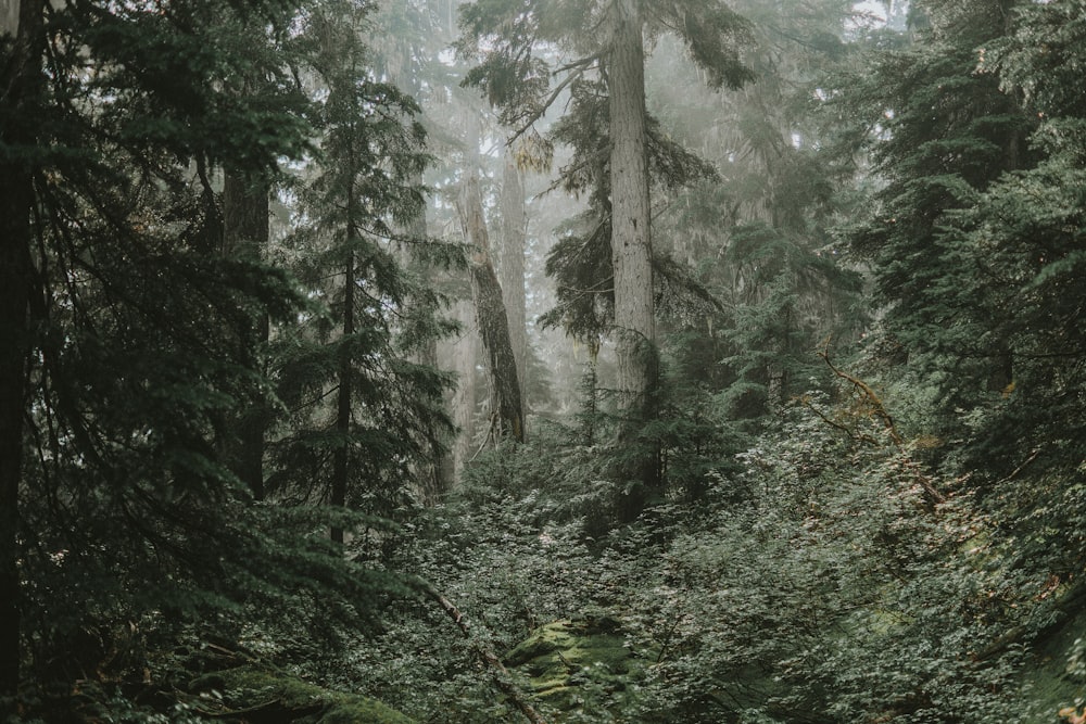 green trees on forest during daytime